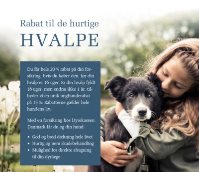 HUSK sygeforsikringen - Hvalpeplaner tiklo