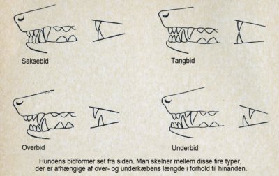 tandsæt Om Berner Sennen - tiklo