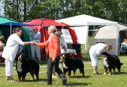 Chella klarede sig så fint på DBSK udstillingen i Otterup
26/5: 1V i ÅK, fik EX/CK og sluttede som 3 BIK med resv. cert.
28/5: 2V i ÅK med CK

(Billede 410x280 px)